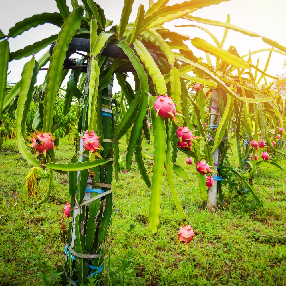 Dragon Fruit Plant Live in 3 Gallon Pot, Tropical Fruit Tree Cactus for Outdoors