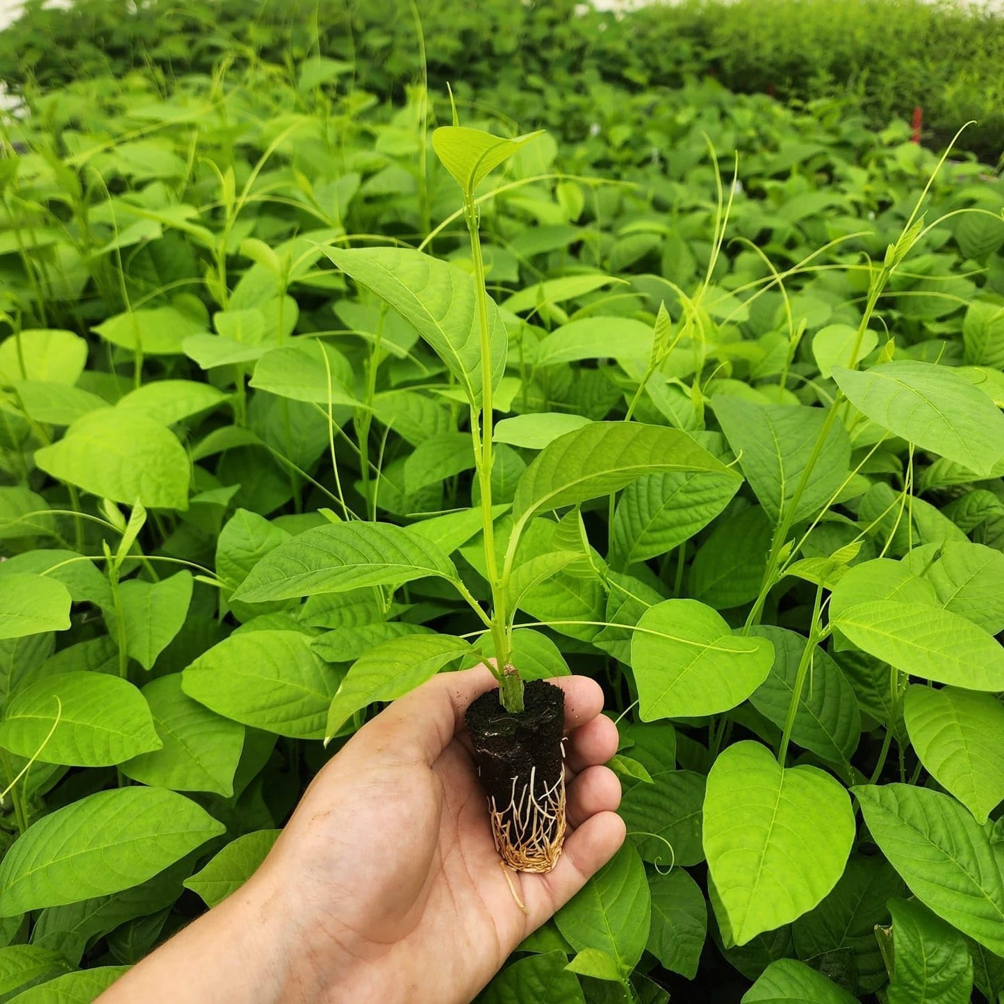 'Giant Granadilla' Passion Fruit Vines (4 Pack) – Live Starter Plants for Planting, Ideal for Creating Lush Garden Canopies, Producing Juicy Fruits Ideal for Fresh Consumption