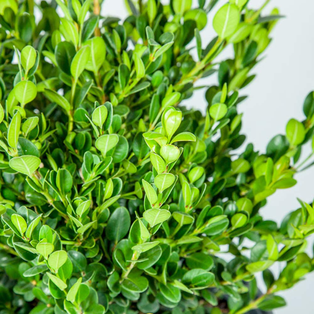 Perfect Plants Wintergreen Boxwood Live Plant, 1 gallon, Includes Care Guide