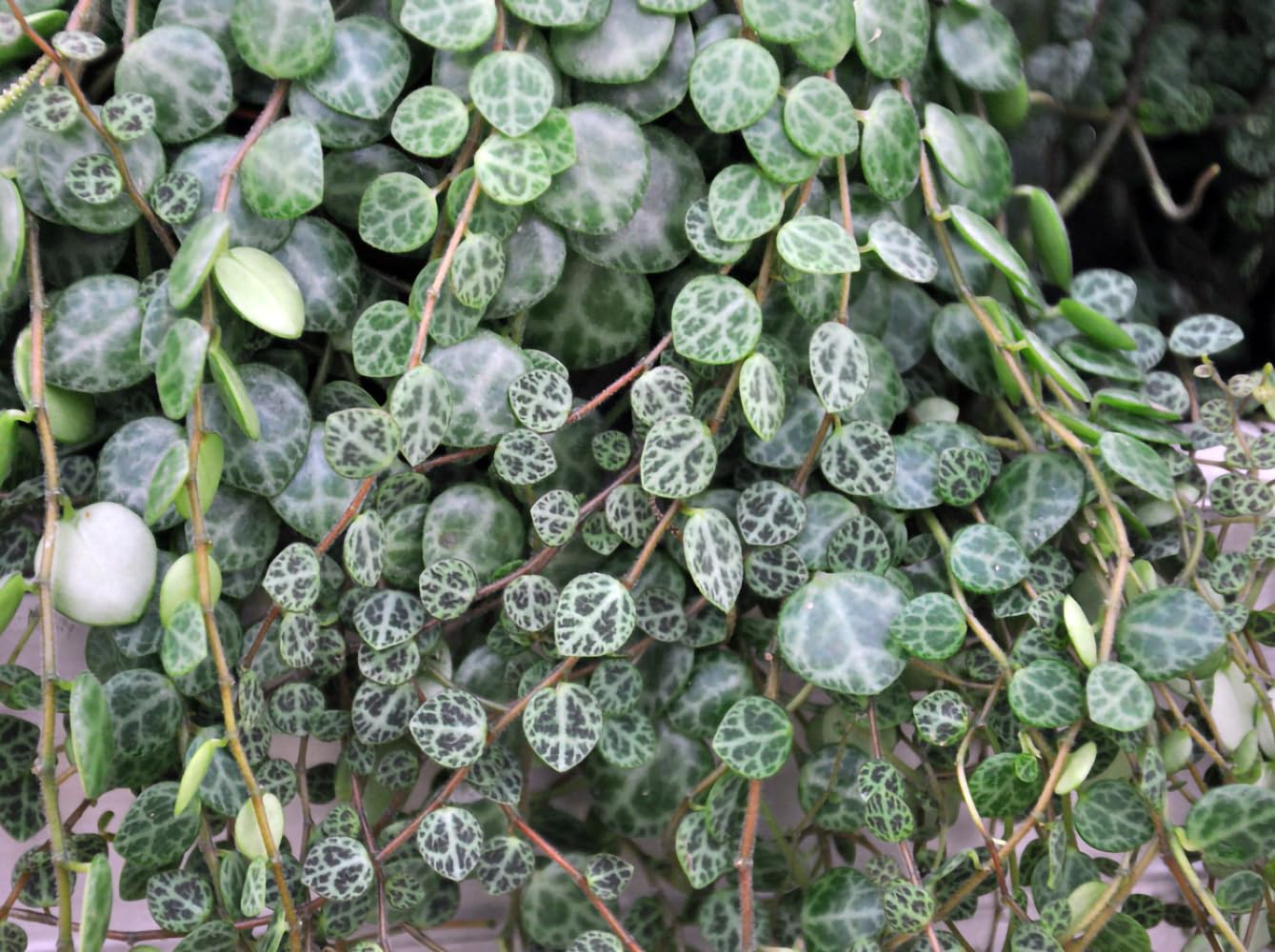 String of Hearts/Turtles/Peace Sign/Cross - Peperomia prostrata- 2.5" Pot
