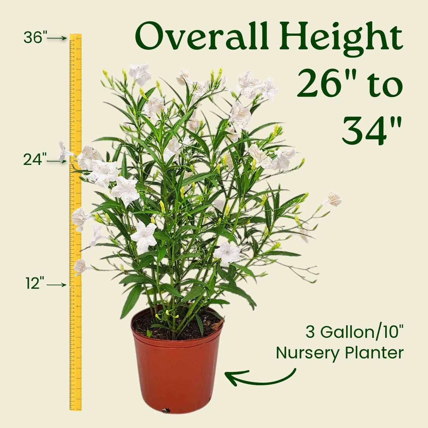 Tropical Plants of Florida White Ruellia Live Plant - 3 Gallon 26 to 34 Inch Tall Flowering Shrub Outdoor Garden Border Hedge Plant