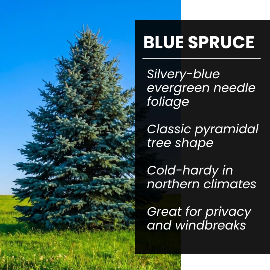Blue Spruce Seeds for Planting | 50 Seeds | Colorado Blue Spruce, Picea pungens glauca | Attractive Trees for Privacy or Landscaping | Distinctive Leaves
