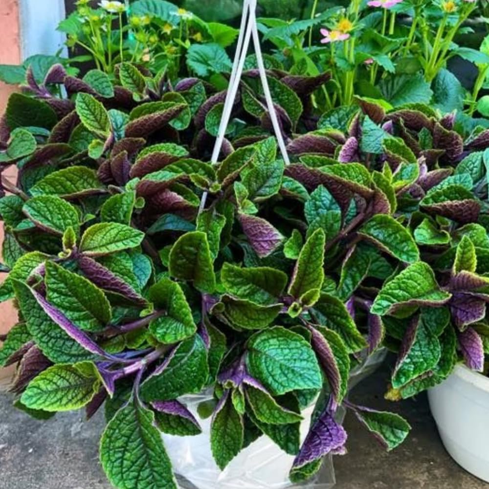 Plectranthus Purple Swedish Ivy Plant Live Houseplants Indoors Live Swedish Ivy Mint Herbs, in 4 Inc Pot