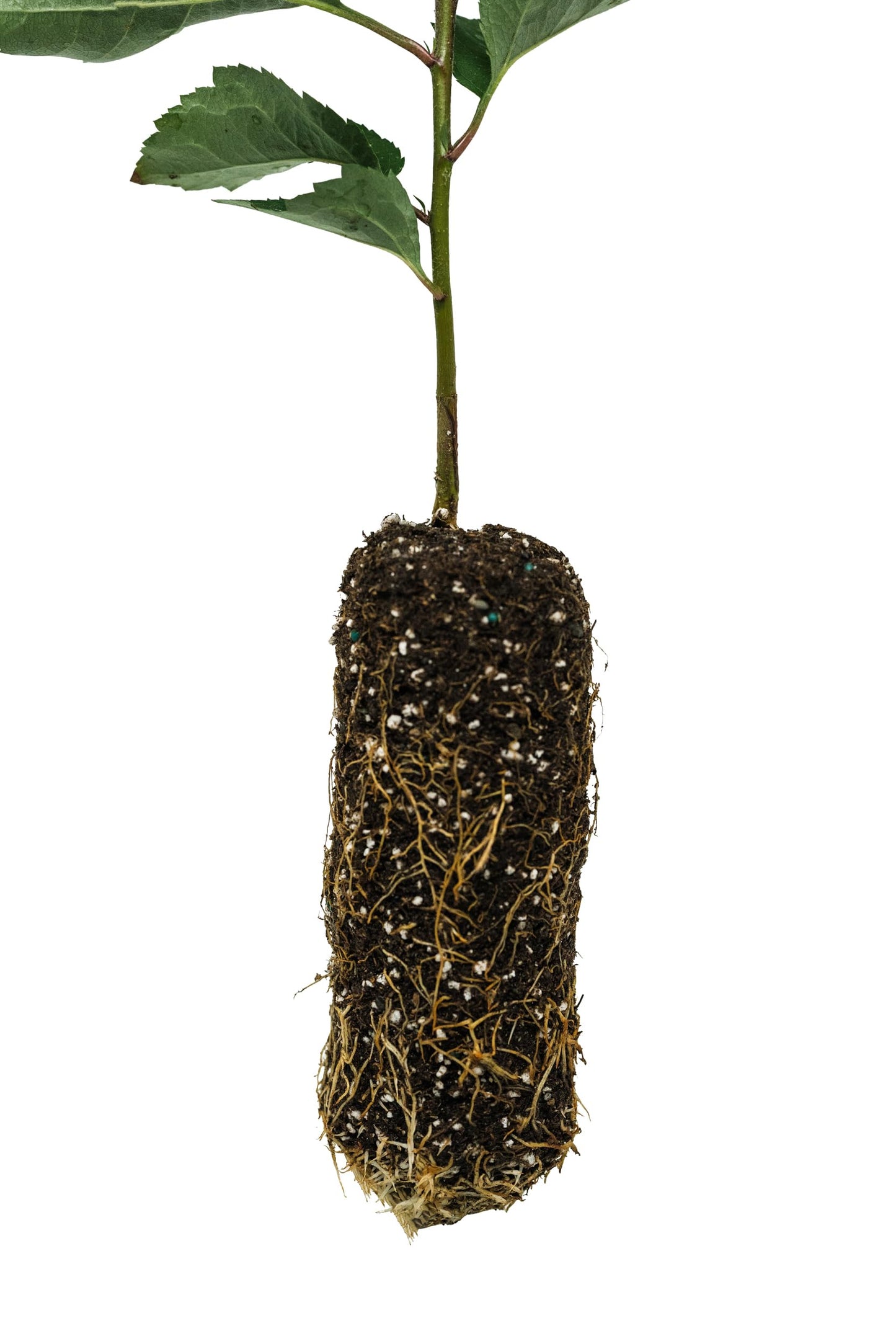 Antonovka Apple | Medium Tree Seedling | The Jonsteen Company