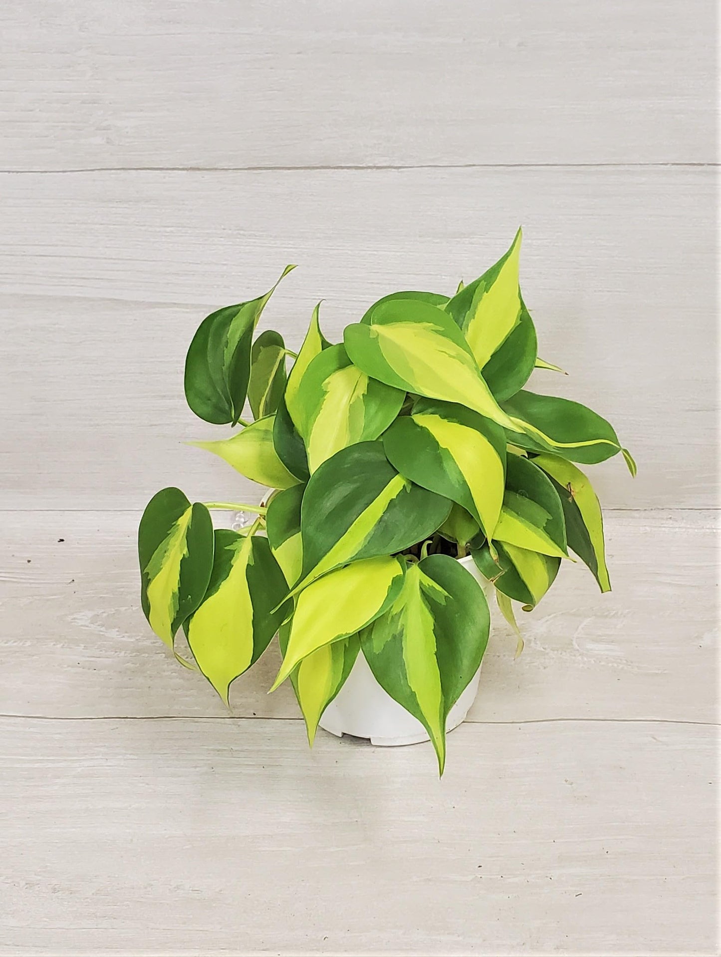 Philodendron Brazil aka Philo Brasil Sweetheart Live Rare Exotic Tropical Indoor House Plants in Nursery Plant Pot Housewarming Gift Decoration for Home and Office by 3exoticgreen (4" Pot)