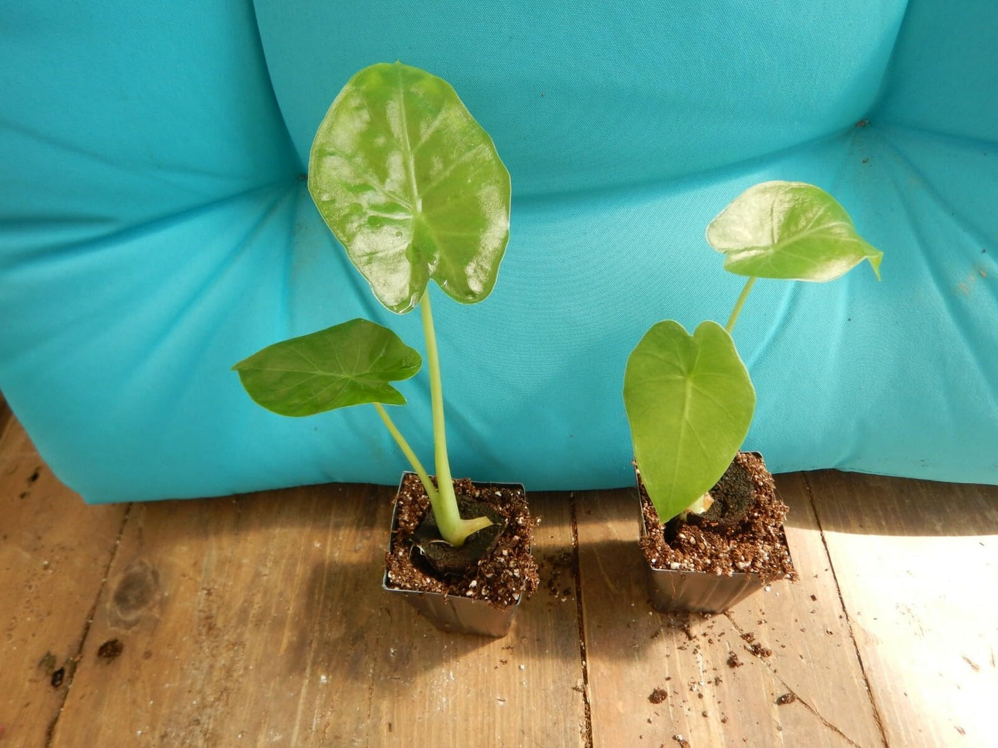 Live Plant - Calidora Elephant Ear Alocasia Live Starter Plant Cold Hardy Gets Huge!