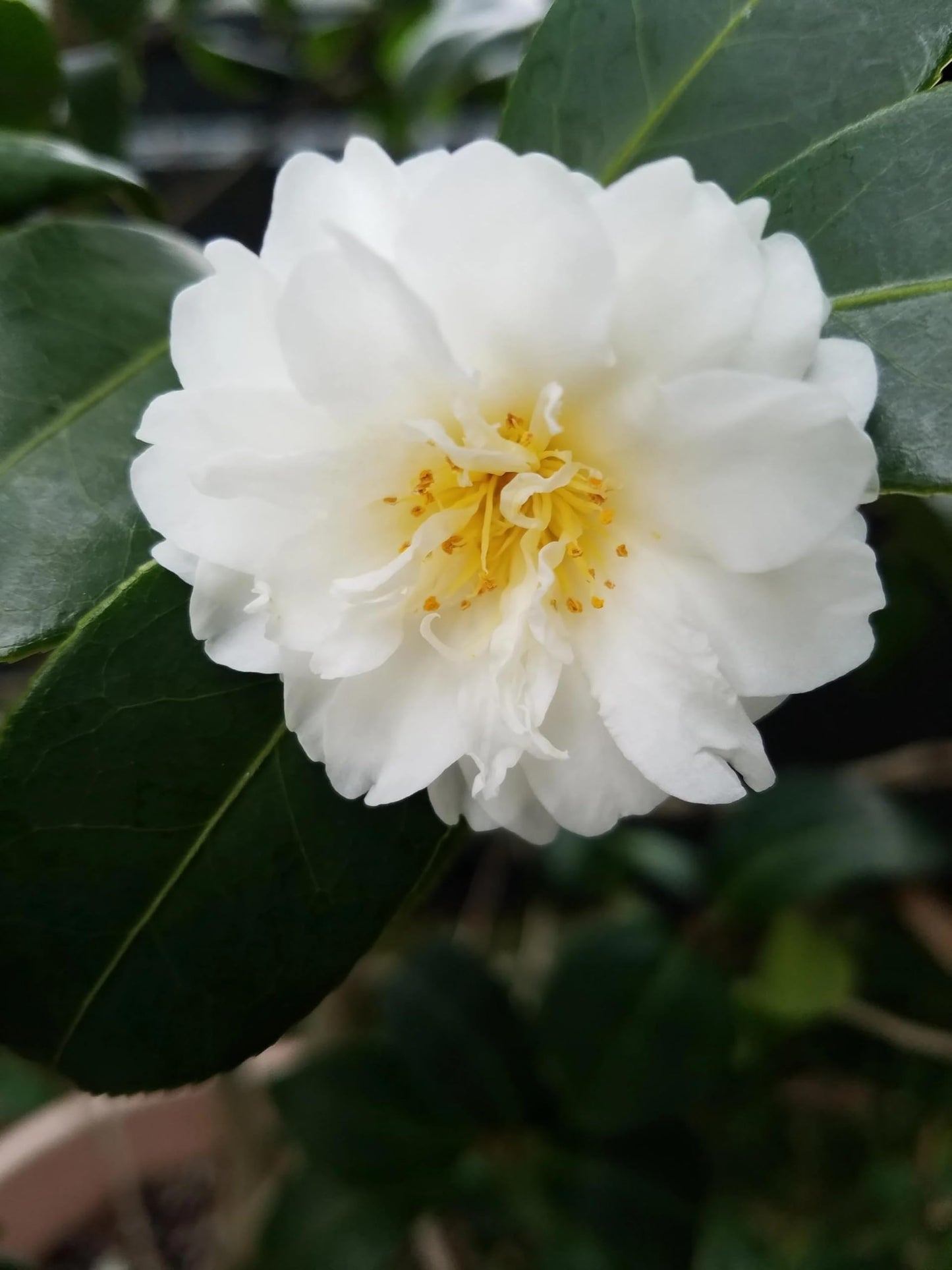 Autumn Rocket Camellia Plant, 1 Trade Gallon/3 Quart White Double Flowers, Columnar Evergreen Shrub