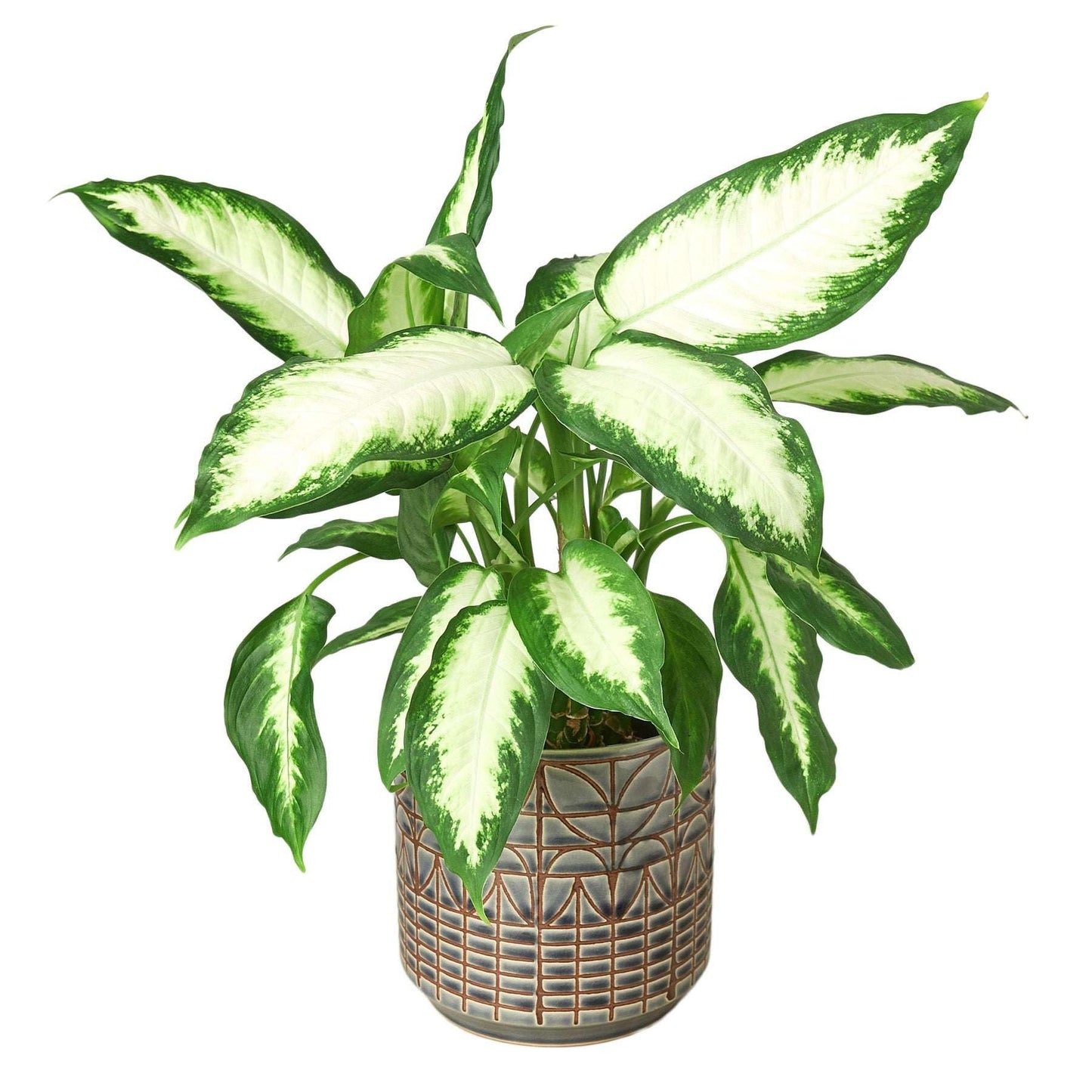 Dieffenbachia Camille Live Plant for Indoor | Different Houseplants in 4'' & 6'' Pot | Real House Plant for Living Room, Office, Desk & Bathroom | Cane | Camille