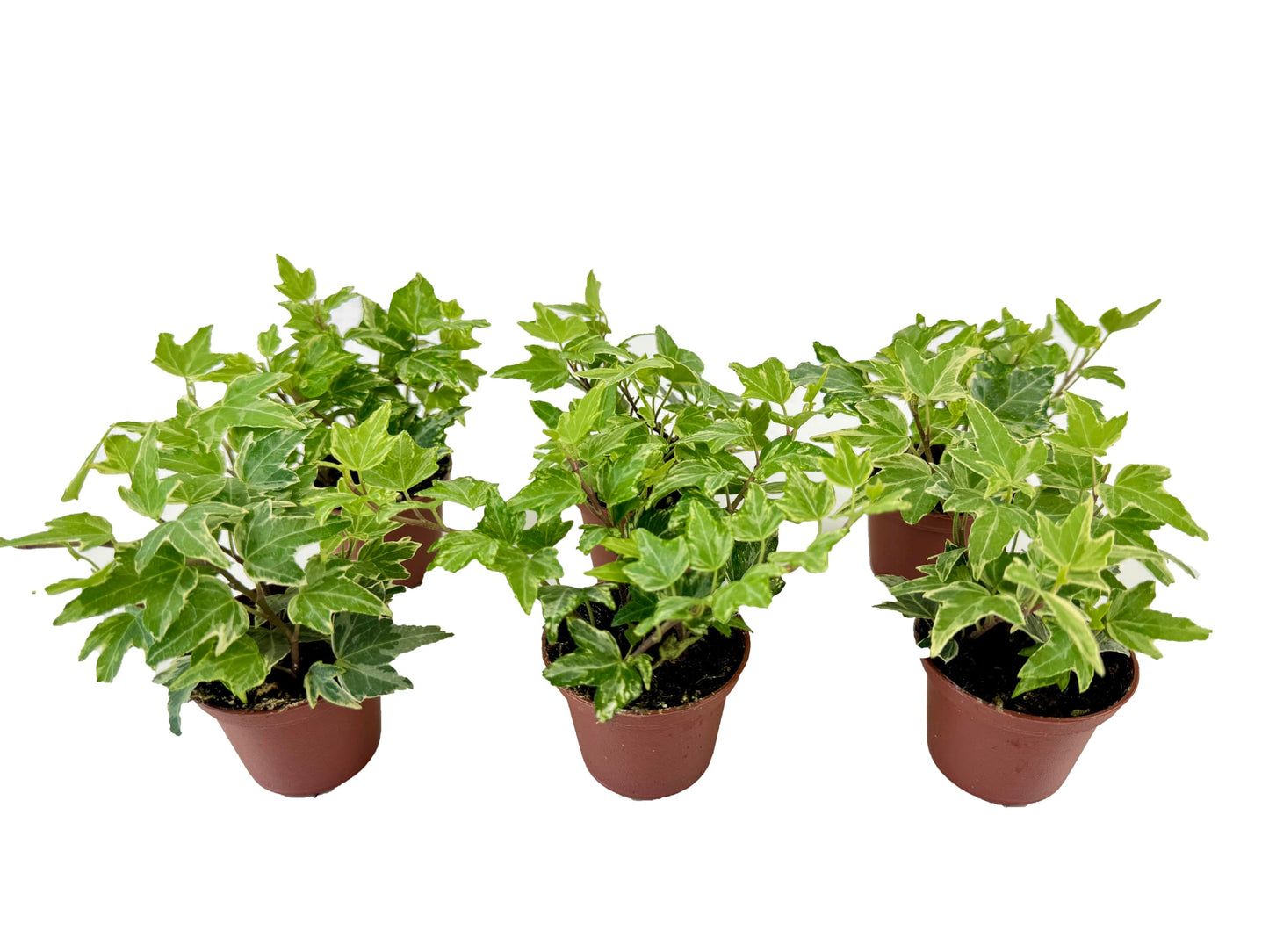 Variegated English Ivy (6 Plants) (2" Mini Pots/Starter Plants) 'Hedera Helix' | Terrariums | Fairy Gardens | Ground Cover