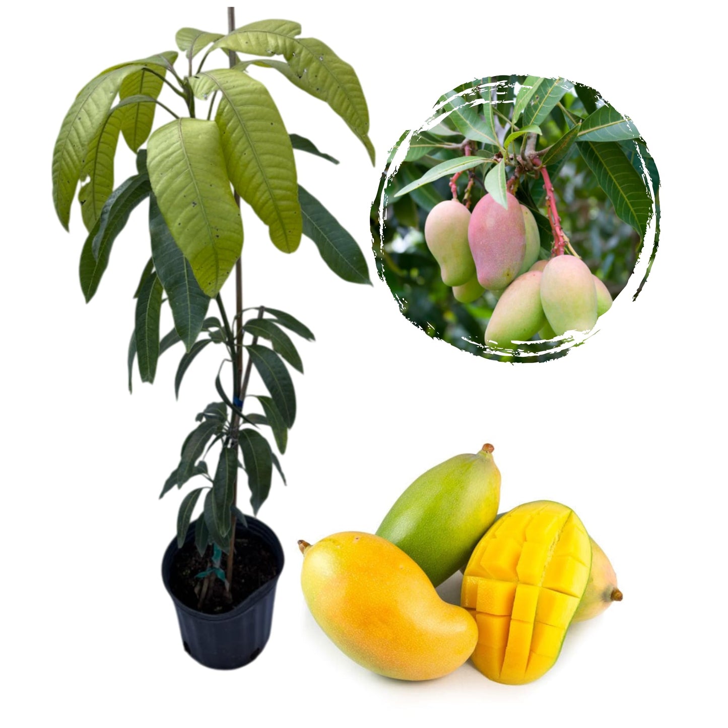 Valencia Pride Mango Tree Live for Planting, Mango Tree for Garden 3 to 4 Feet Tall in 3 Gallon Pot - Not Ship CA