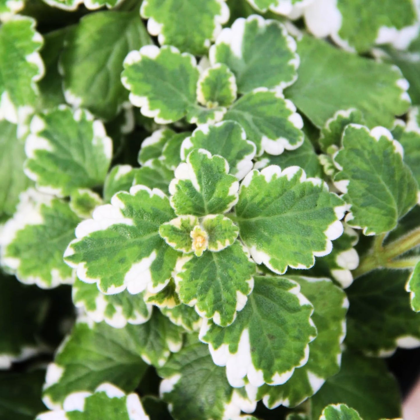 1 Variegated Swedish Ivy Plant Live for Planting - Swedish Ivy Mint Seedlings 4-9 Inch Height, in 3" Pot