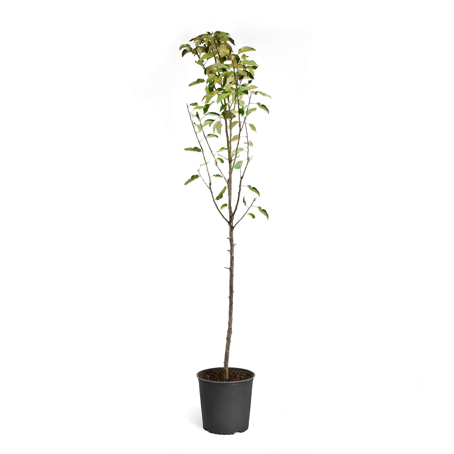 Brighter Blooms - Golden Delicious Apple Tree, 4-5 ft. - No Shipping to AK, AZ, CA, HI, ID, OR, WA