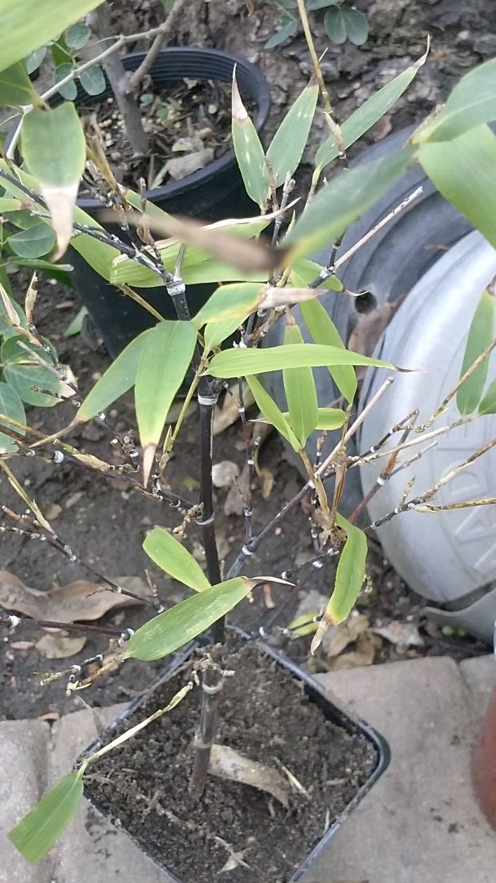 9EzTropical - Black Bamboo Plants- 2 Feet Tall - Ship in 1 Gal Pot