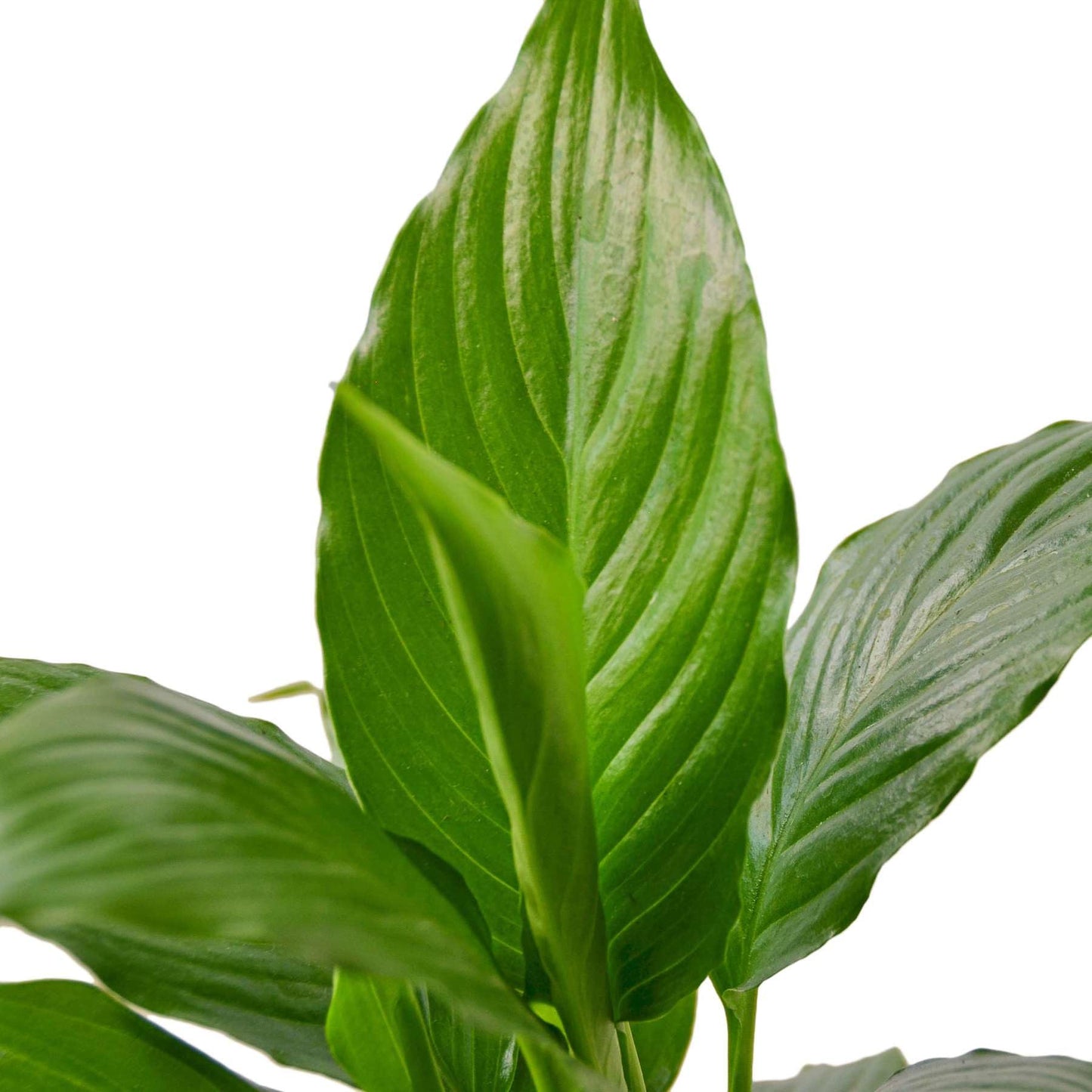 Spathiphyllum 'Peace Lily' Live Plant for Indoor | Different Houseplants in 4'' & 6'' Pot | Real House Plant for Living Room, Office, Desk & Bathroom | Peace Lily | Spathiphyllum