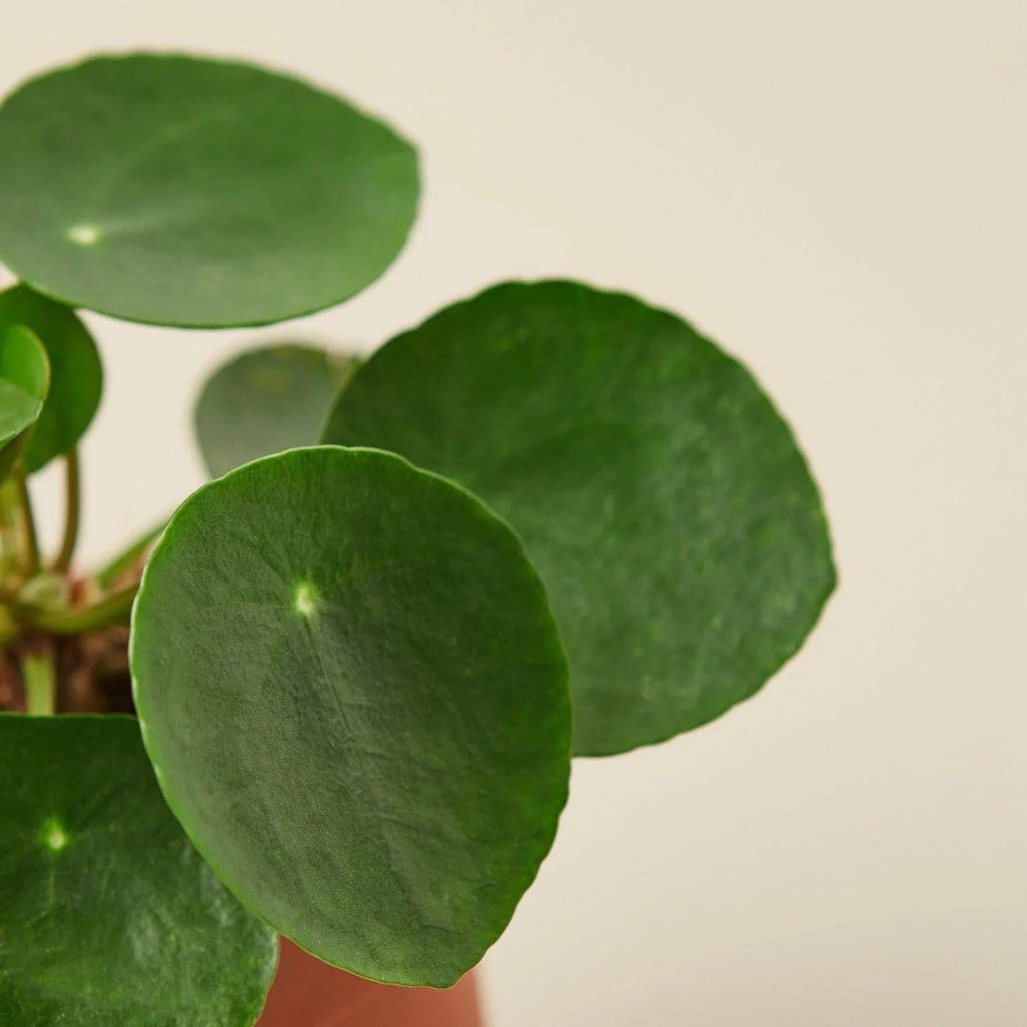 Pilea Peperomioides 'Chinese Money' | Live Plant for Indoor & Outdoor | for Living Room, Office, Bathroom | (4" Pot)