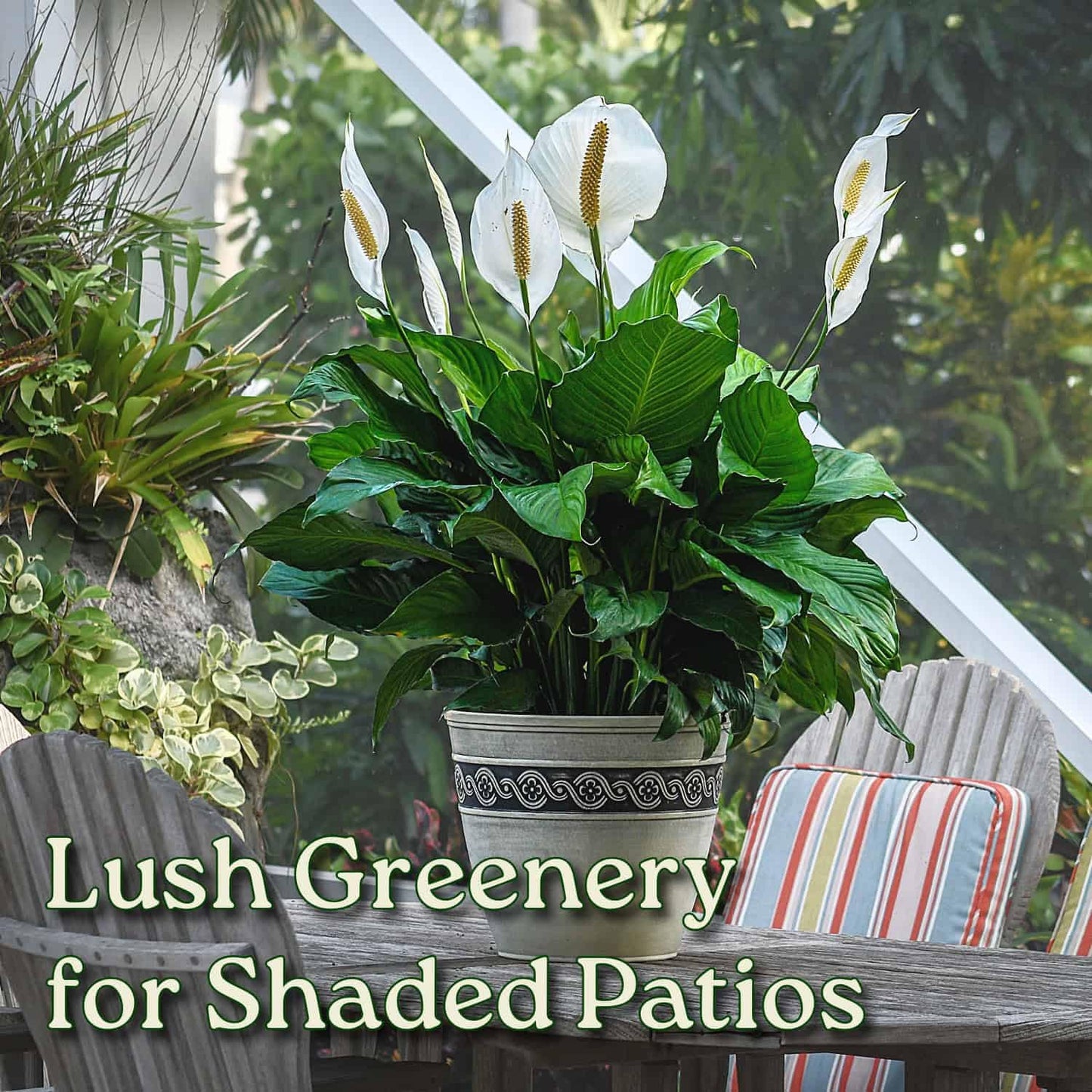 Spathiphyllum Peace Lily - Flowering Foliage Plant - 3 Gallon Planter - Overall Height 24" to 28" - Tropical Plants of Florida (Plant in Growers Pot)