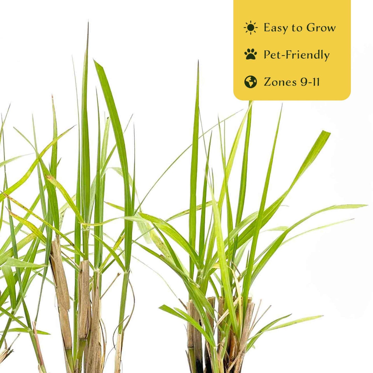 6 Fairy Tails Fountain Grass – Evergreen Ornamental Grass with Pink-White Plumes for Borders & Pots (Pennisetum ‘Fairy Tails’) in 2.5” Cubes, Live Plants