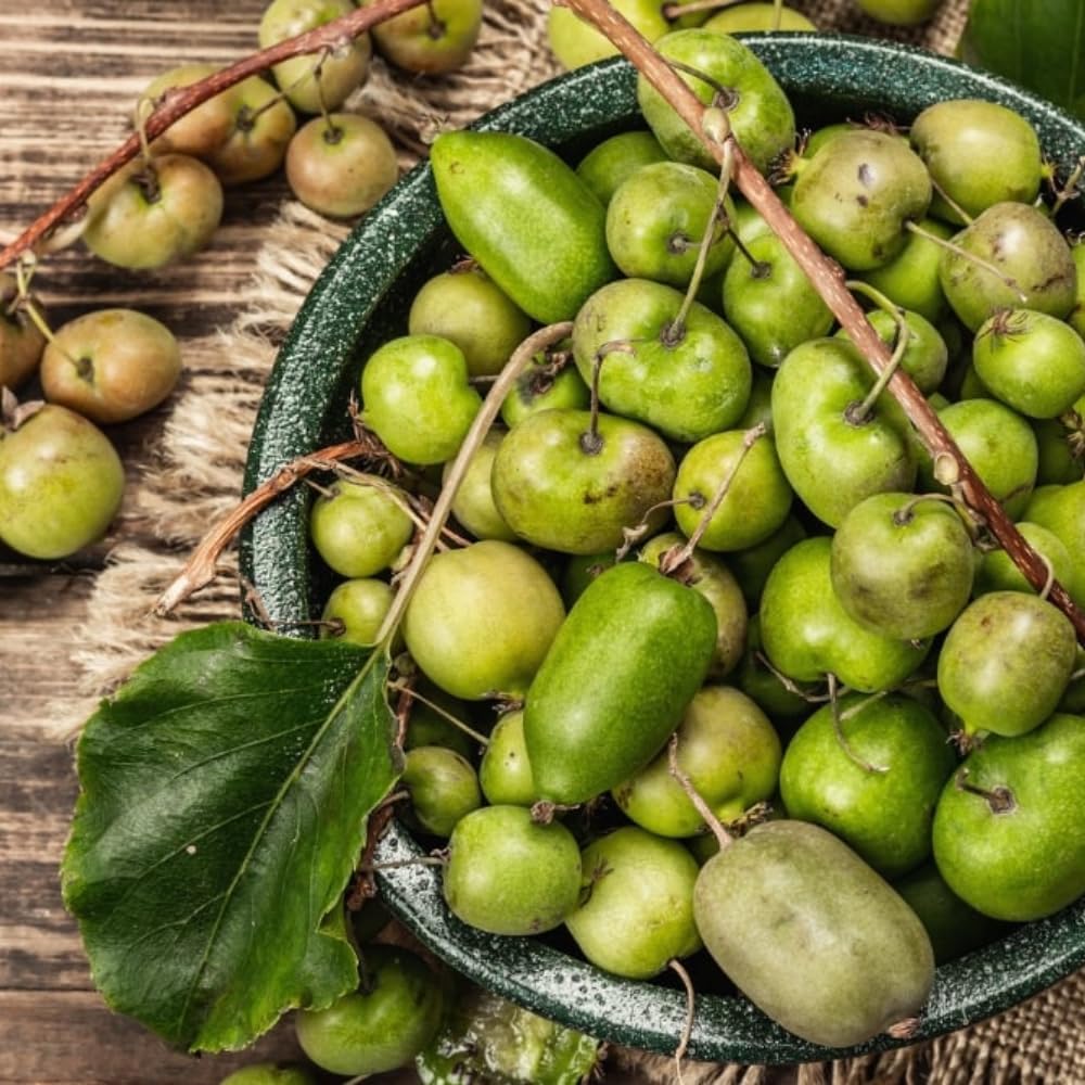 Hardy Female Kiwi Plants Live for Planting, Size Starter from 5 to 10 Inches Tall, Berry Vine, Cold Hardy Edible Fruit Vines for Home Garden