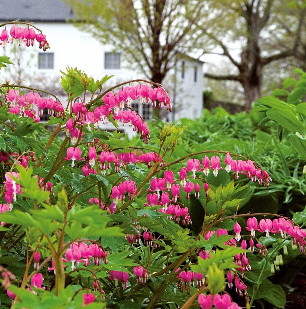 Votaniki Bleeding Hearts Flower Bulbs - Dicentra Spectabilis Bulbs for Planting | Heart-Shaped Blooms, Perennial Flower - Easy to Grow and Low Maintenance (1 Pack)