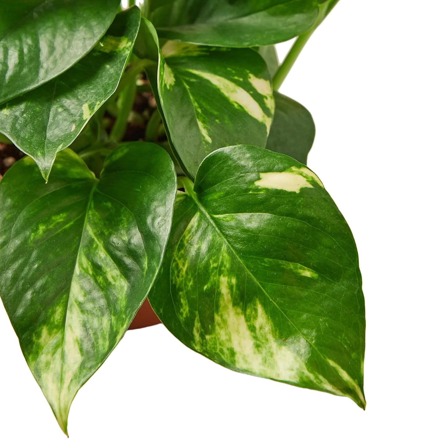 Pothos 'Golden' | Live Plant for Indoor & Outdoor | for Living Room, Office, Bathroom | (3" Pot)