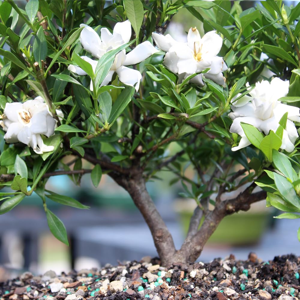 Brussel's Live Gardenia Outdoor Bonsai Tree - 6 Years Old; 10" to 14" Tall with Decorative Container