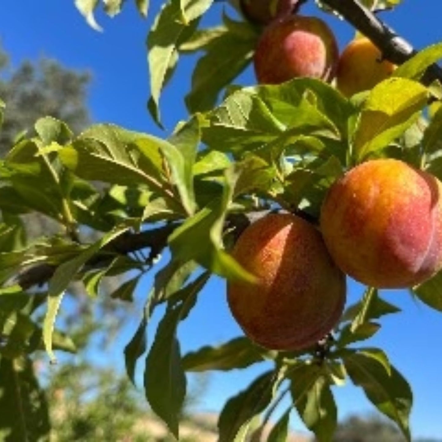Flavor Pluot Tree Live Plant in 3 Gallon Pot, 2-3 Feet Plum Apricot Pluot Fruit Tree for Outdoor Garden or Backyard Growing, No Ship to CA
