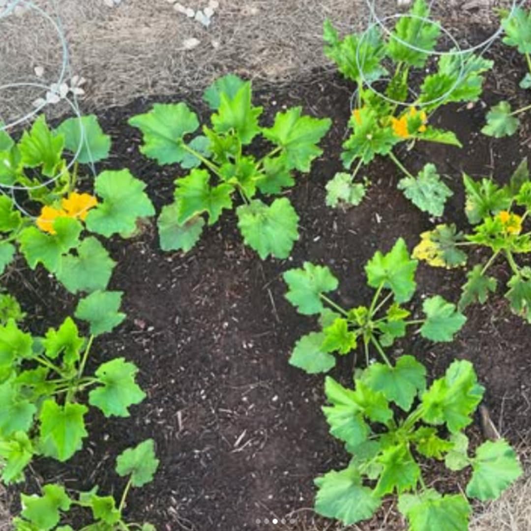 2 Green Squash Zucchini Plants Seedlings, 4 Inches Pot, Squash Plants Live, Live Zucchini Plants