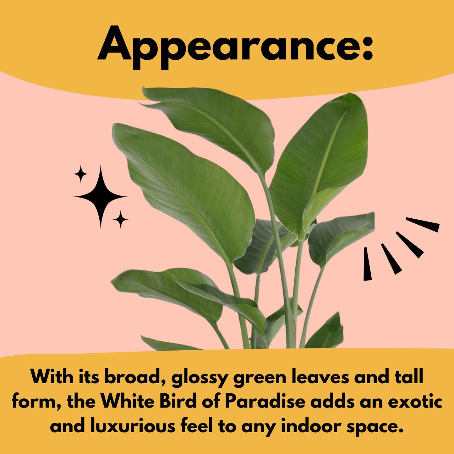 White Bird of Paradise Live Plant by United Nursery, Strelitzia Nicolai 32–36 inches Tall, 10 inch Plant Pot, Large Indoor House Plant for Office, Patio and Home Decor