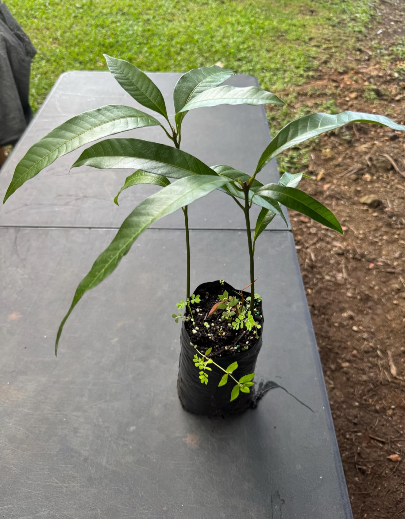 Mango Manila (Manglifera) Live Tree Seedling 10inch-2ft