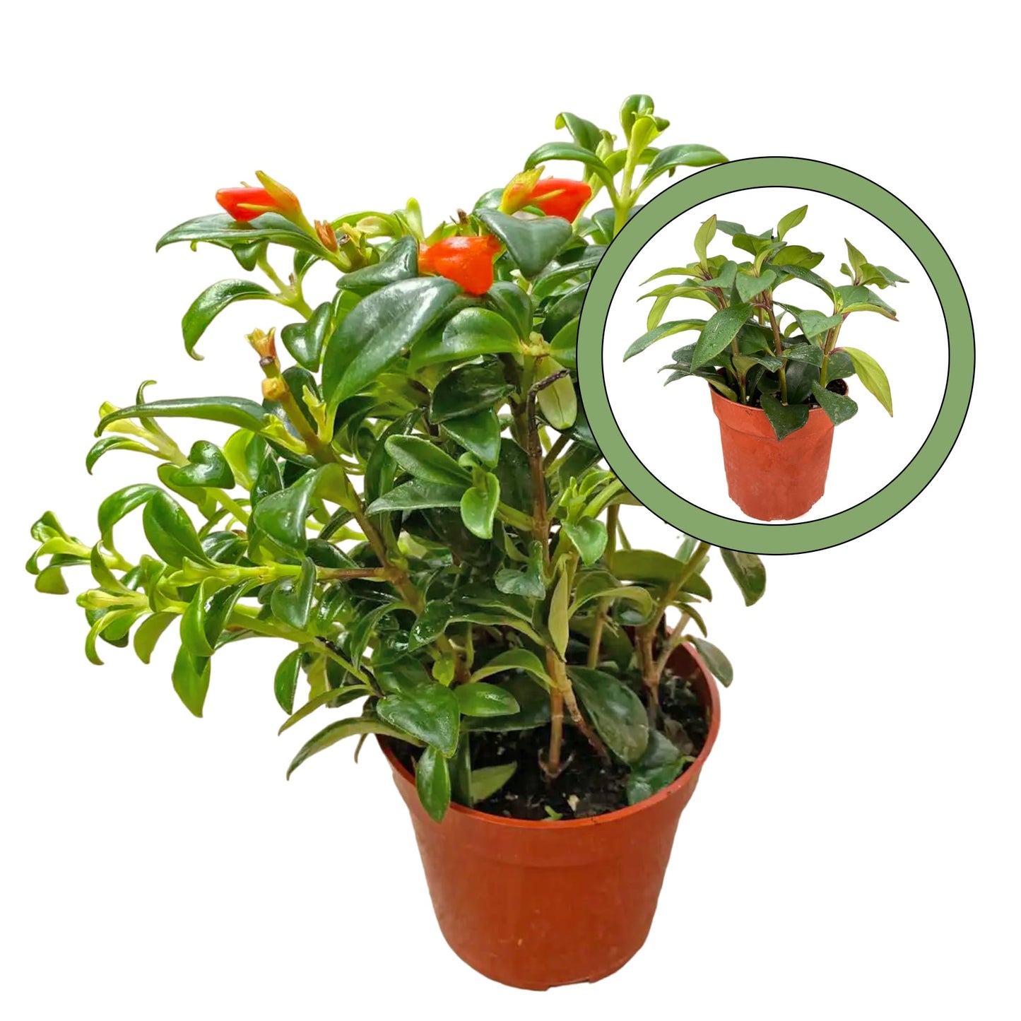 Generic Nematanthus goldfish Tropicana 4” pot, Natural