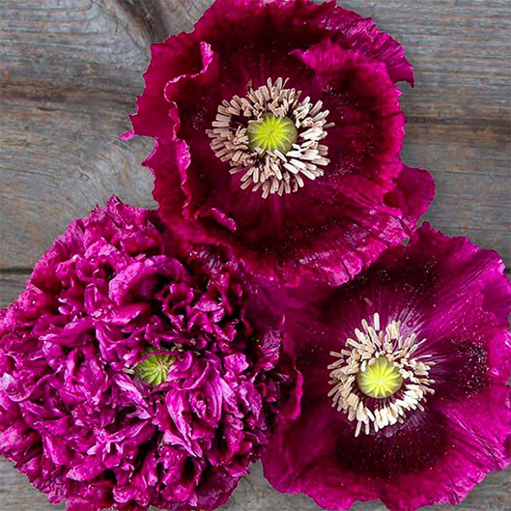 Black Beauty Poppy Seeds for Planting - 300 Fresh Flower Seeds - Tall Dark Purple Wildflower Seeds to Plant Outside - Re-Seeding Annual - Grown in The USA