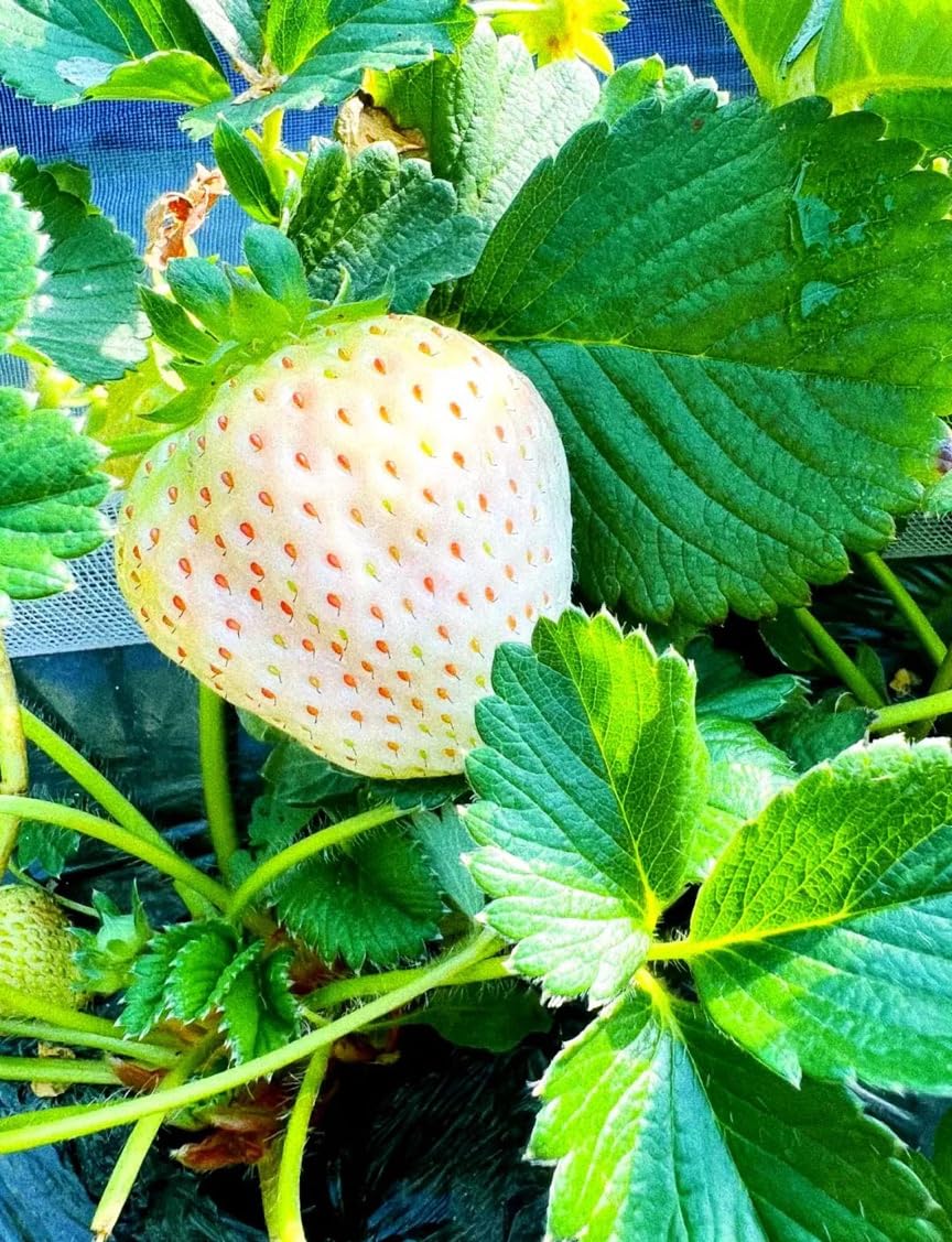 Rare Live White Pineberry Strawberry Plant - Non-GMO Fruiting Shrub in 4-Inch Nursery Pot – Creamy White Fruit with Red Seeds – Sweet & Tropical Flavor for Home Gardens and Patio Containers