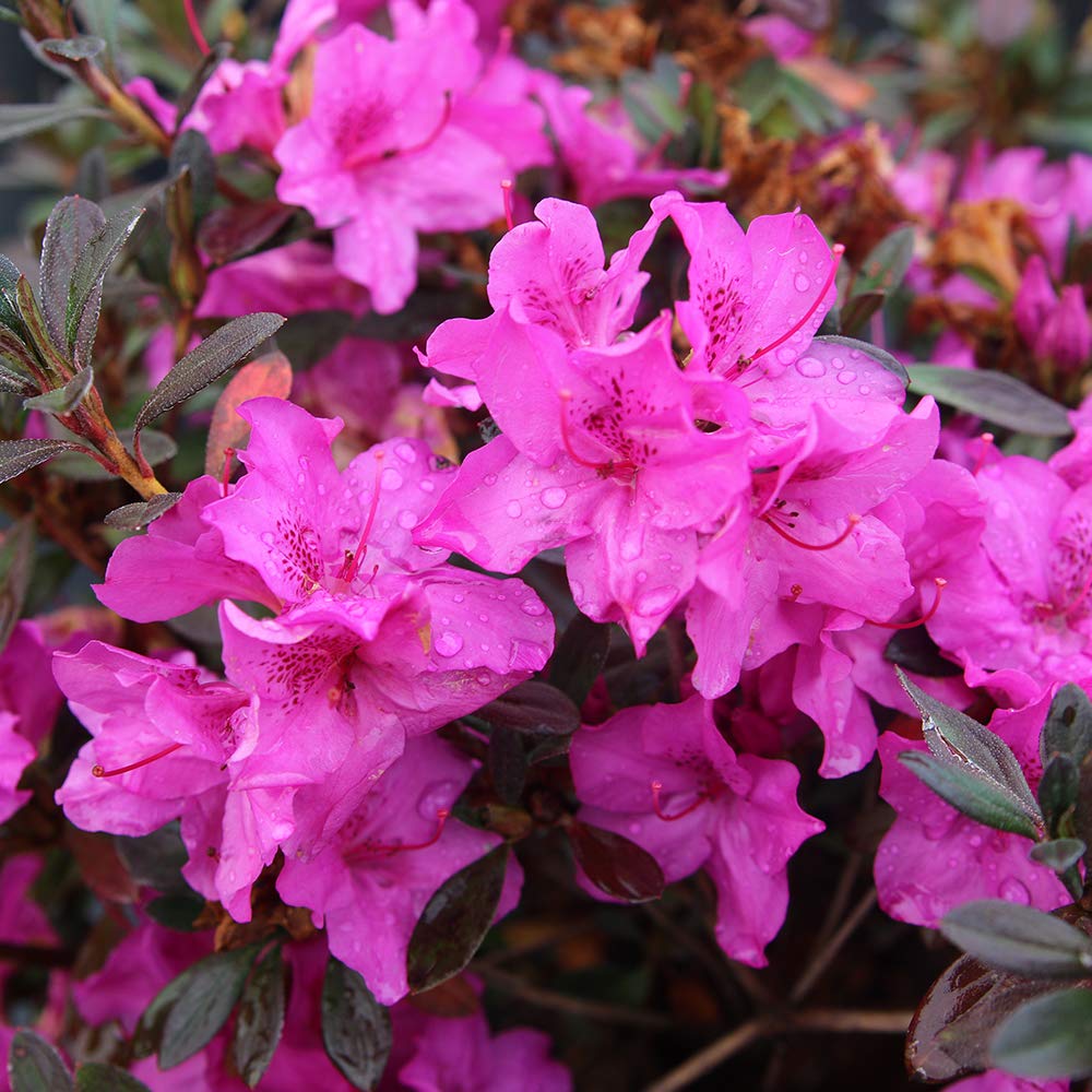 PERFECT PLANTS Formosa Azalea Live Plant, 3 Gallon, Includes Care Guide
