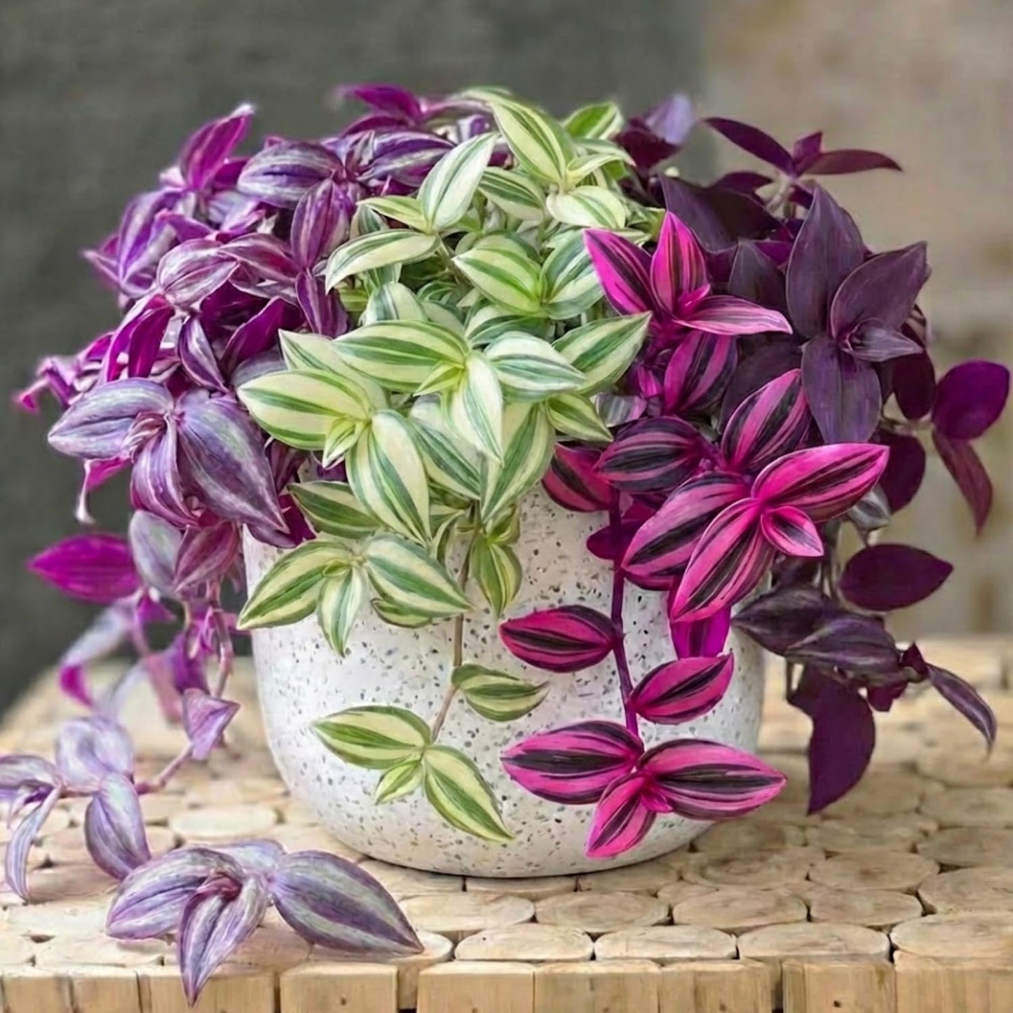 02 Pots Tradescantia Wandering Jew Plants Live Houseplants in 2" Pot, Starter Plants, Mix Purple and Pink Color