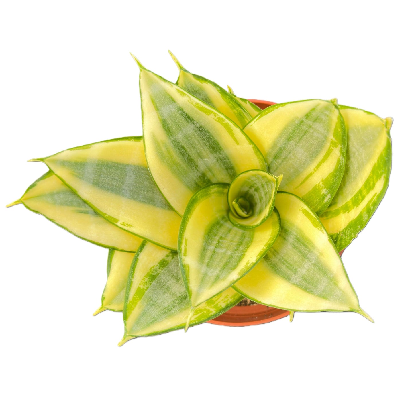 Sprout N Green Sansevieria 'Golden Hahnii', Live Snake Plant Fully Rooted in 4" Planter with Soil, Home Office Indoor Outdoor Wedding Decoration DIY Projects Party Favor