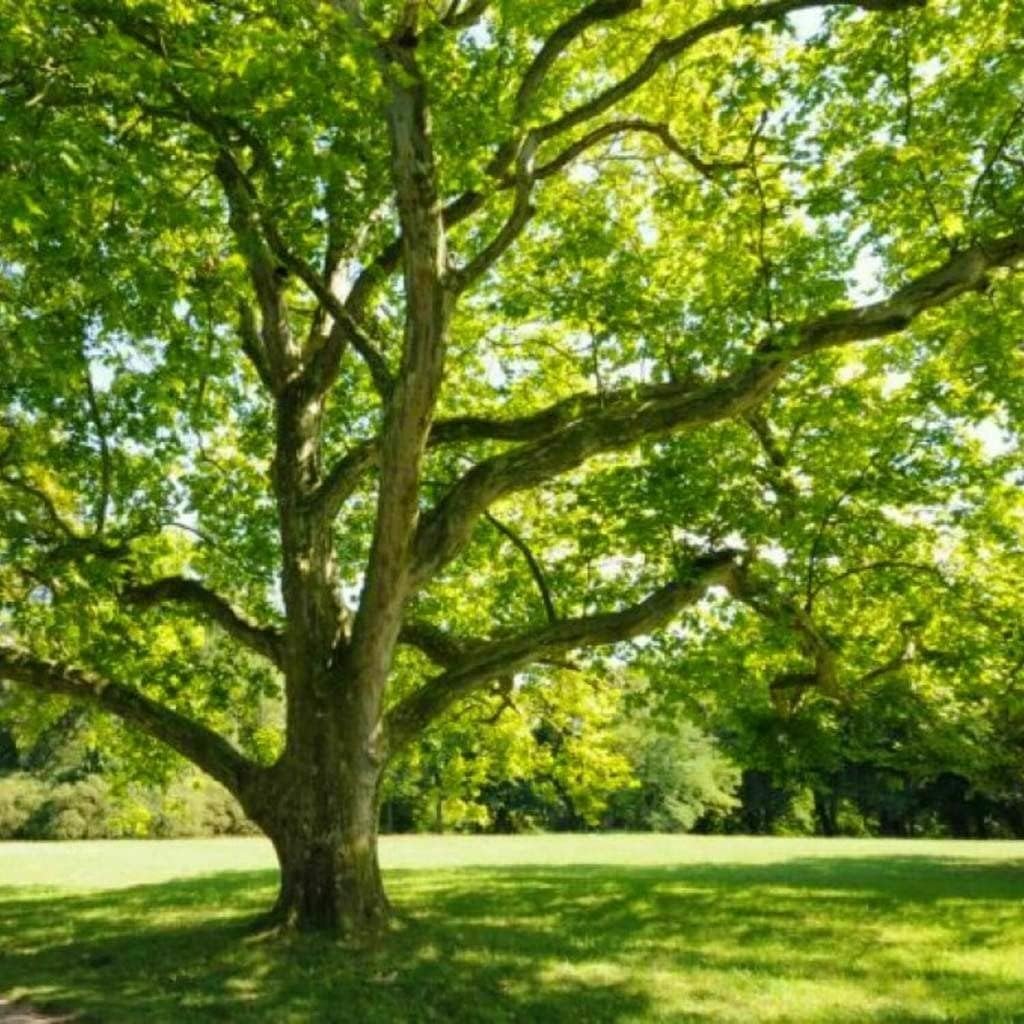 5 American Sycamore Trees - 12-24" Tall Live Plants - Shade Tree Seedlings - Platanus occidentalis - (5 Pack)