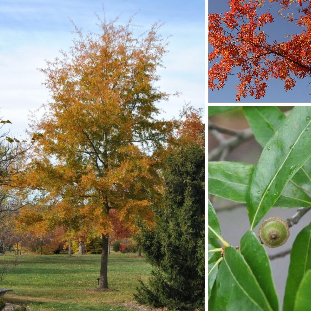 2 Live Willow Oak Plant, Willow Oak Shades Plant Live 6-10 Inches Tall, Oak Trees for Planting Outdoor Garden
