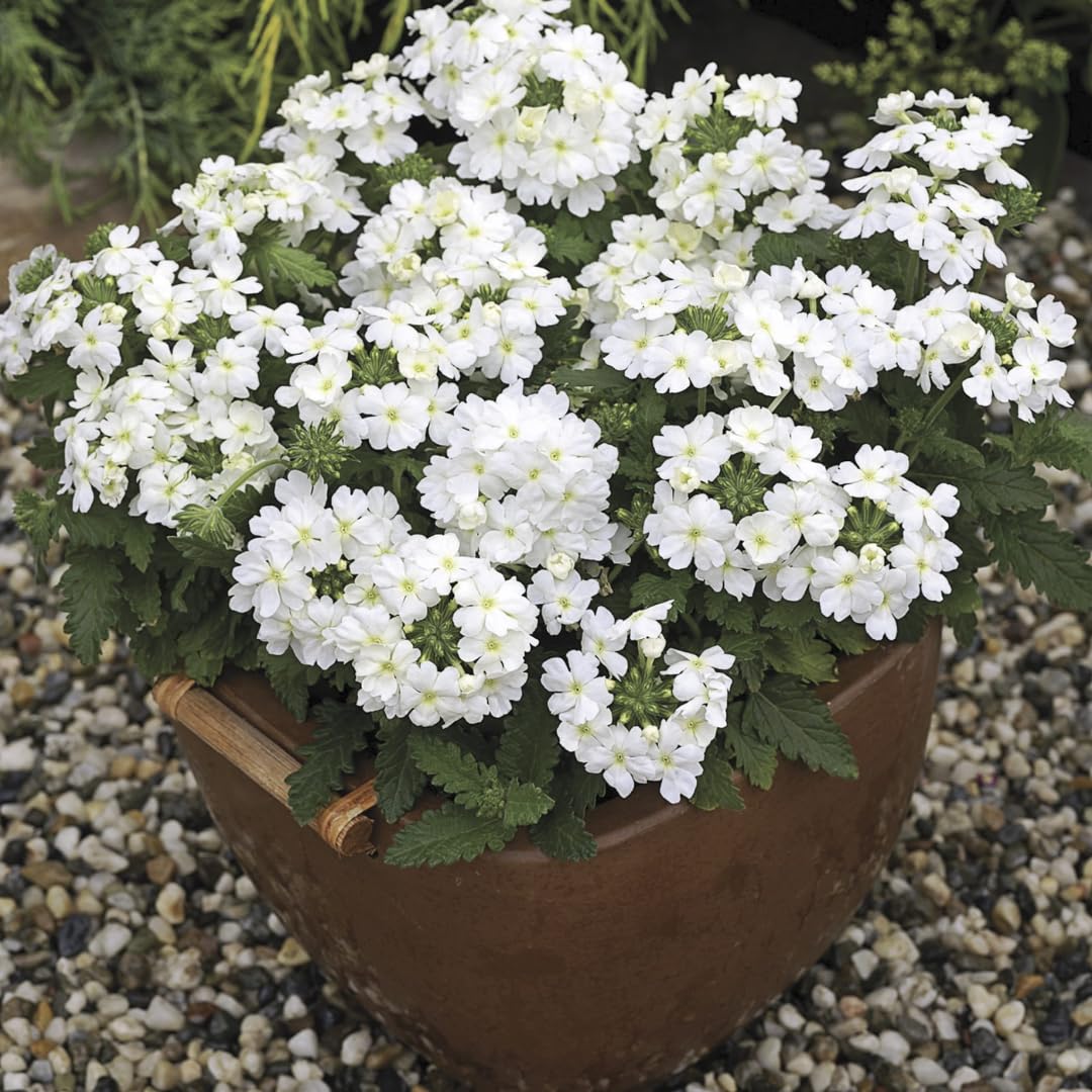 Pack 3 Random Verbena Plants Live Perennial Ground Cover, No Pot, 1-3" in Tall, Can Grow As Trailing Bushes, Spring Flowers