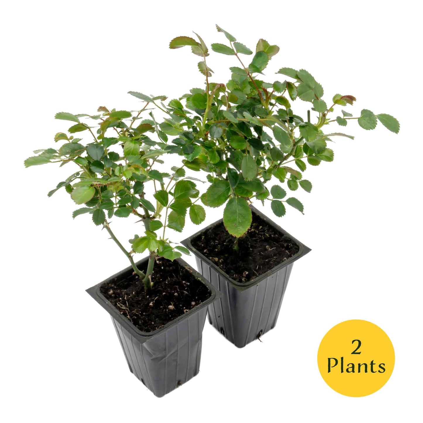 2 Pink Carpet Rose in 3.5” Nursery Cubes (Rosa ‘Flower Cover Pink’) | Low-Growing Groundcover Rose Shrub for Borders, Containers, and Mass Plantings | Ready-to-Plant Live Starter Plants