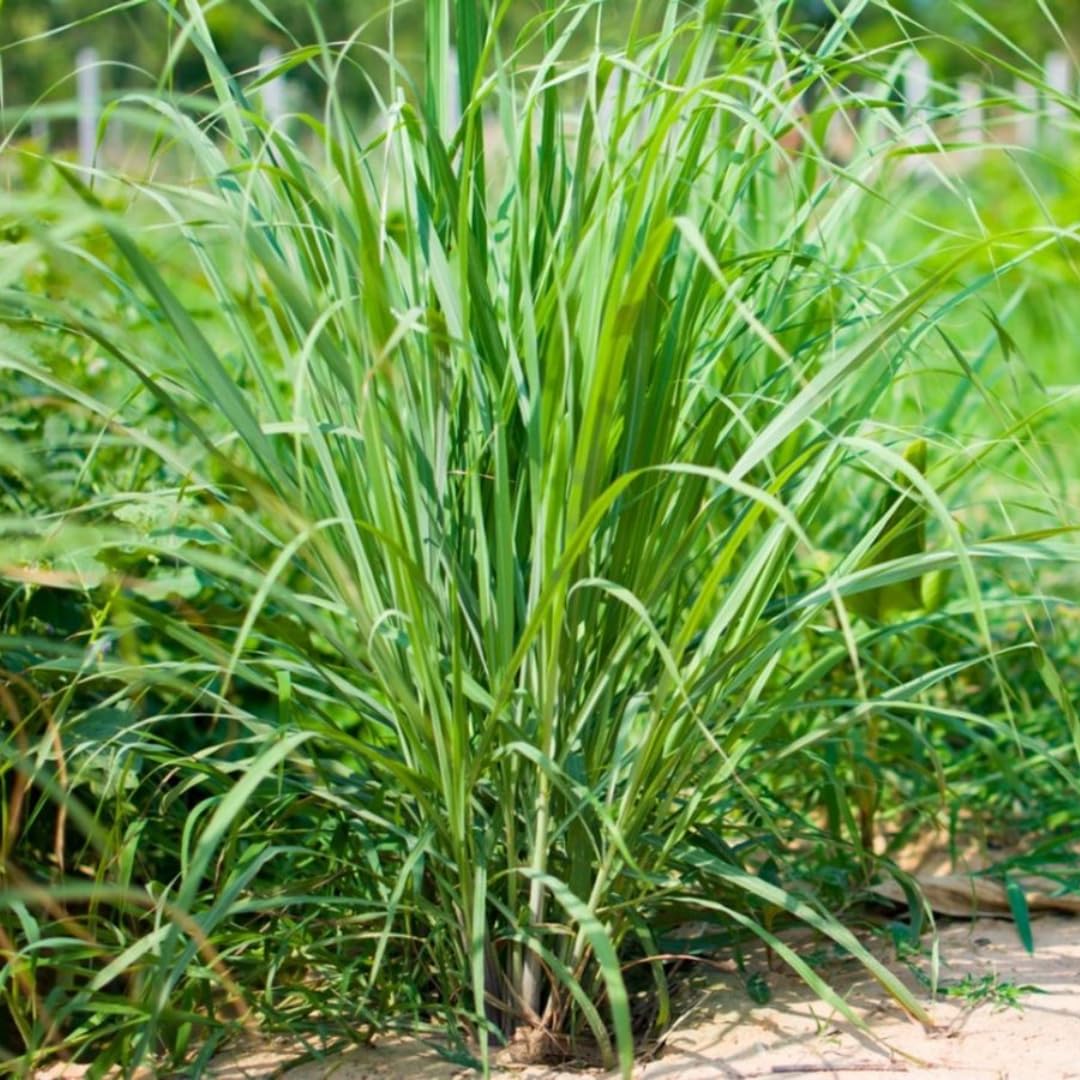 7 Lemon Grass Plants Live Outdoor, No Pot, Well-Rooted 4-8" Tall Lemon Grasses Live Plant for Outside, Starter Lemongrass Plant Indoor Outdoor Planting