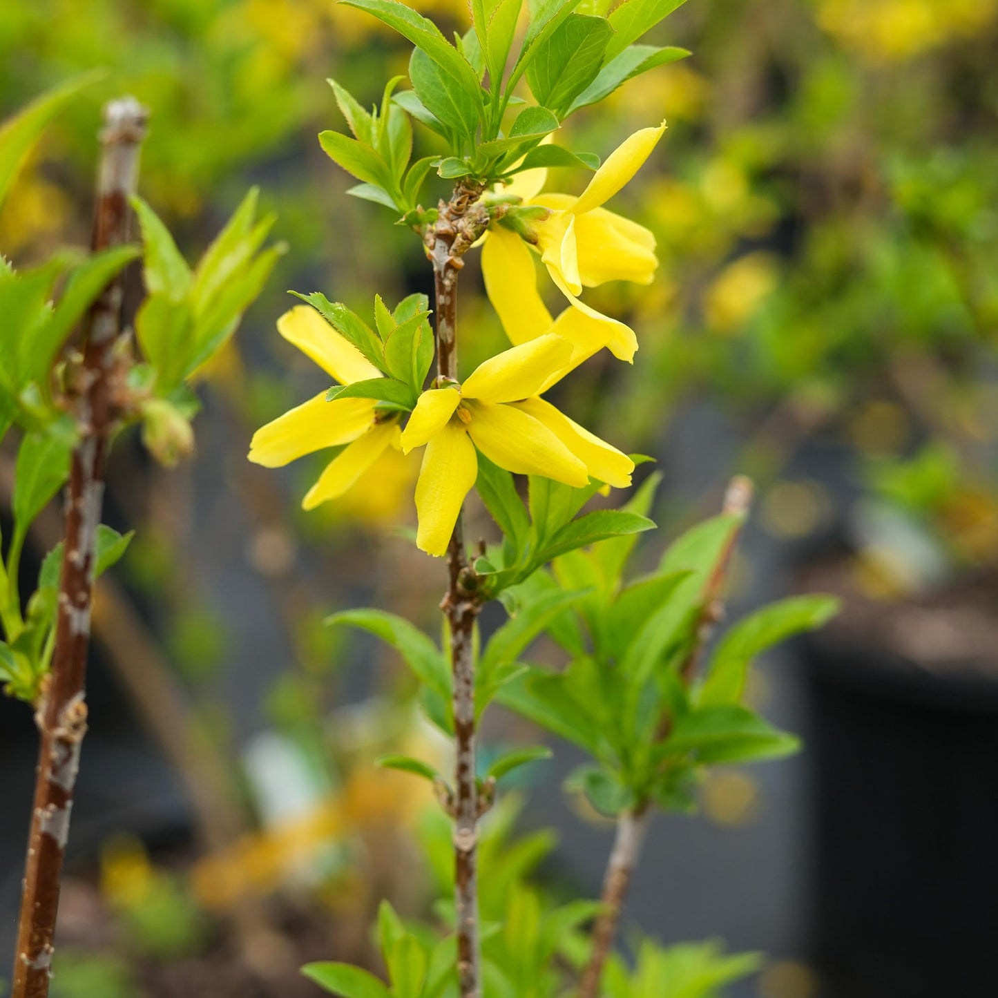 PERFECT PLANTS Lynwood Gold Forsythia Shrub 1 Gallon | Live Shrubs for Outdoor Planting | Fast Growing & Provides Privacy | Gorgeous Yellow Flower in Spring