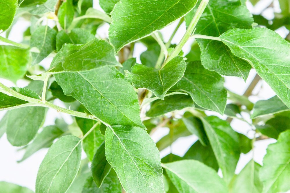 Golden Delicious Apple Tree - Size: 5-6', Live Plant, Includes Special Blend Fertilizer & Planting Guide