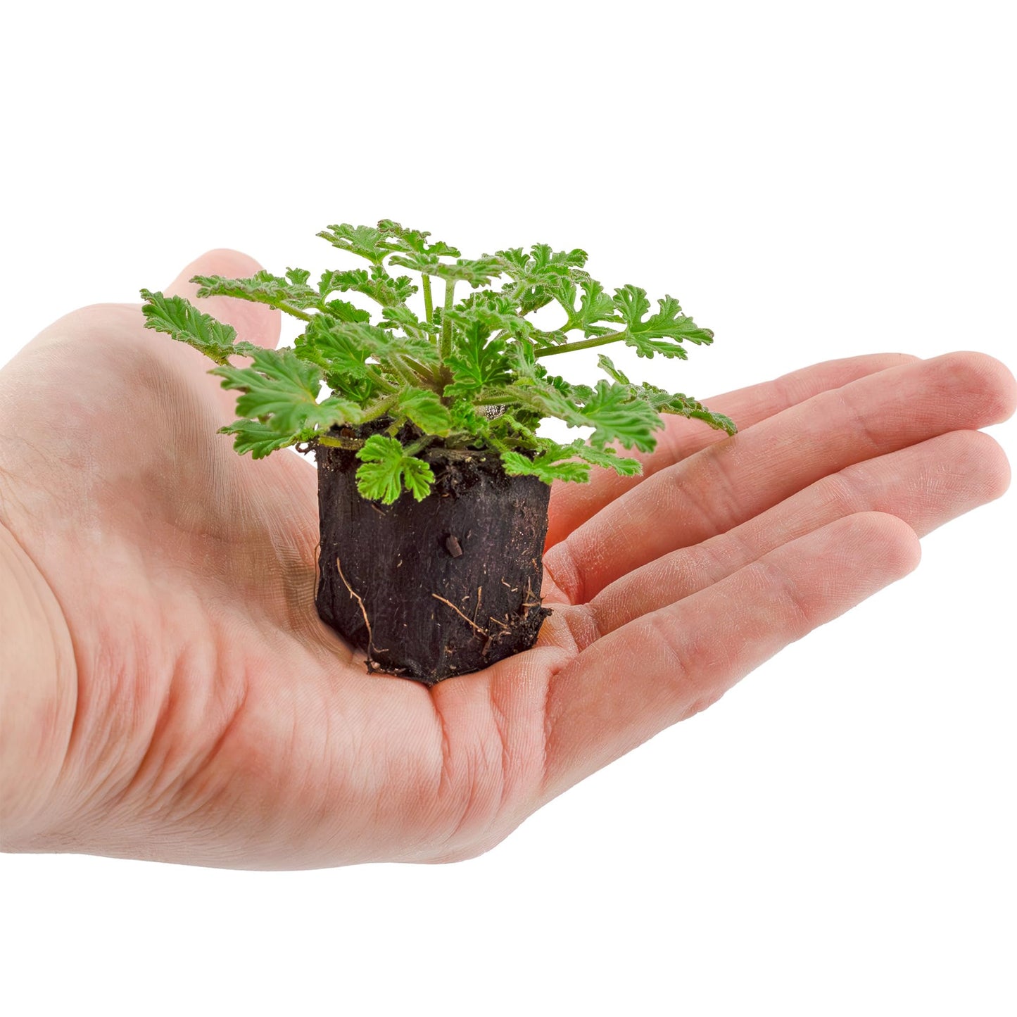 Live Citronella Geranium Plant Plugs (4-Pack), Pelargonium Citronella Scented Seedlings