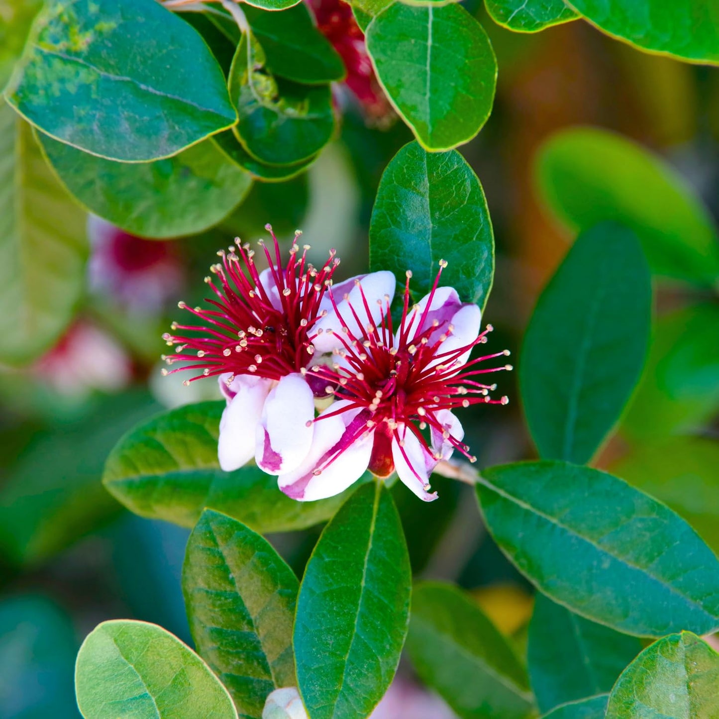 2 Guava Plants Live, Pink Guava Tree Live Plant, 4-8'' Tall, Easy Tropical Fruit for Gardens, No Potted