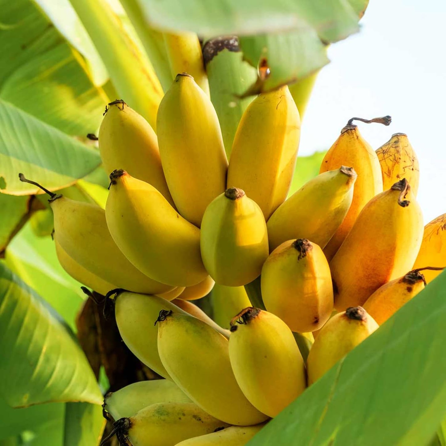 Dwarf Cavendish Banana Tree Live Plant, Well Rooted 4-8" Tall, Cold Hardy Tropical Banana Plant Live Well Rooted, Live Banana Fruit