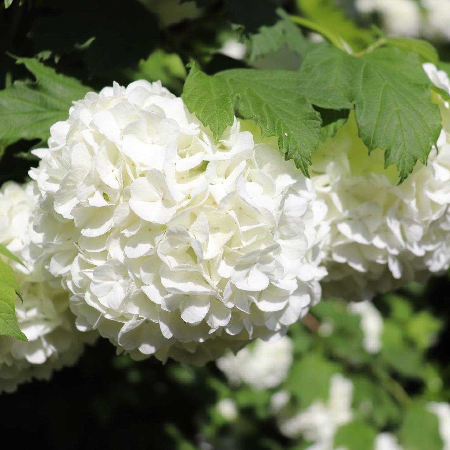 Old Fashion Snowball Viburnum Live Plant, 4 Inch Pot Viburnum Highbush Cranberry, 6 to 10 Inch Tall White Viburnum Plant