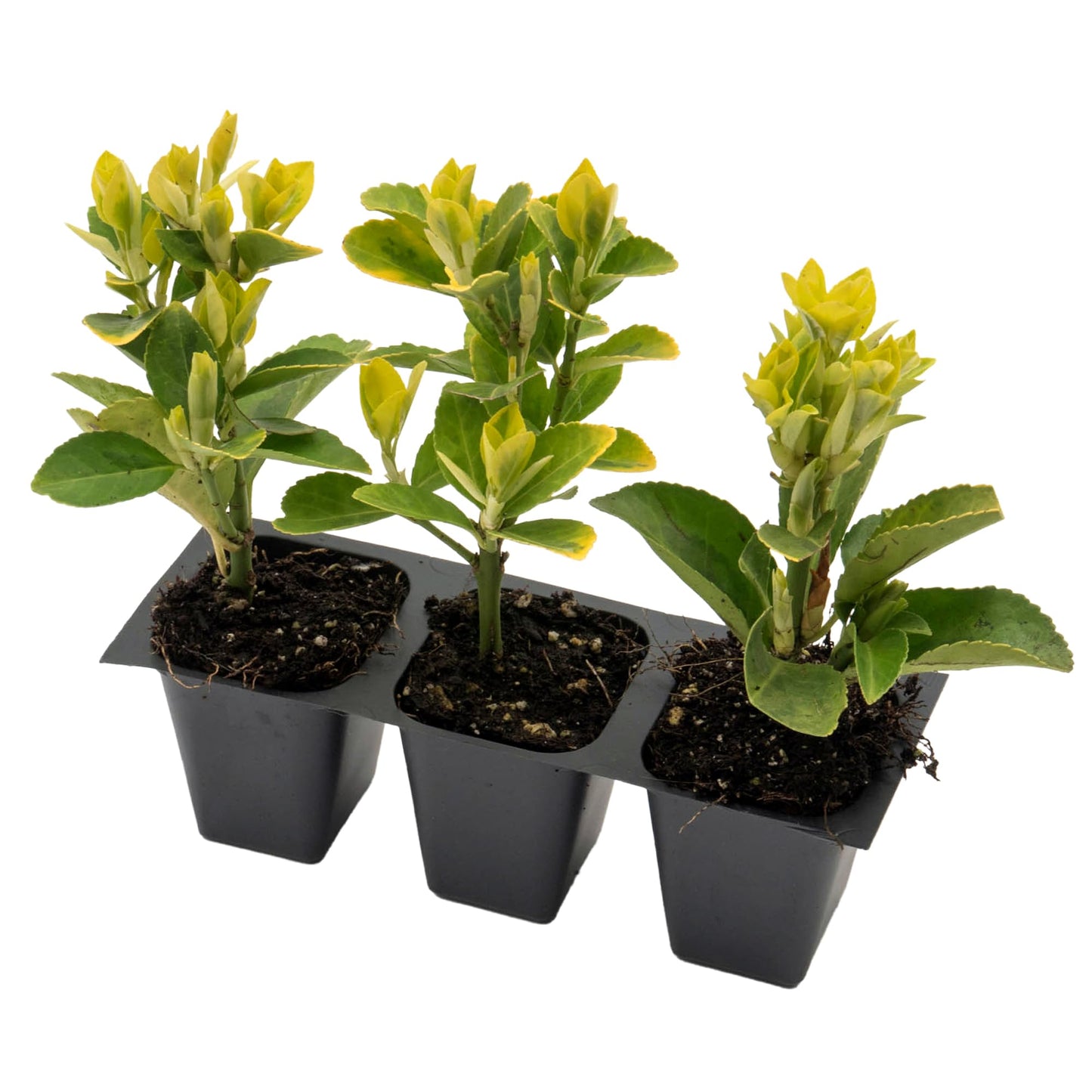 3 Golden Euonymus Shrubs | Live Plants in 2.5-inch Nursery Cubes | Japonica ‘Aureo-Marginatus’ Variety | Easy-Care Evergreen | Variegated Yellow-Green Foliage | Hedges & Shrubs for Home & Garden