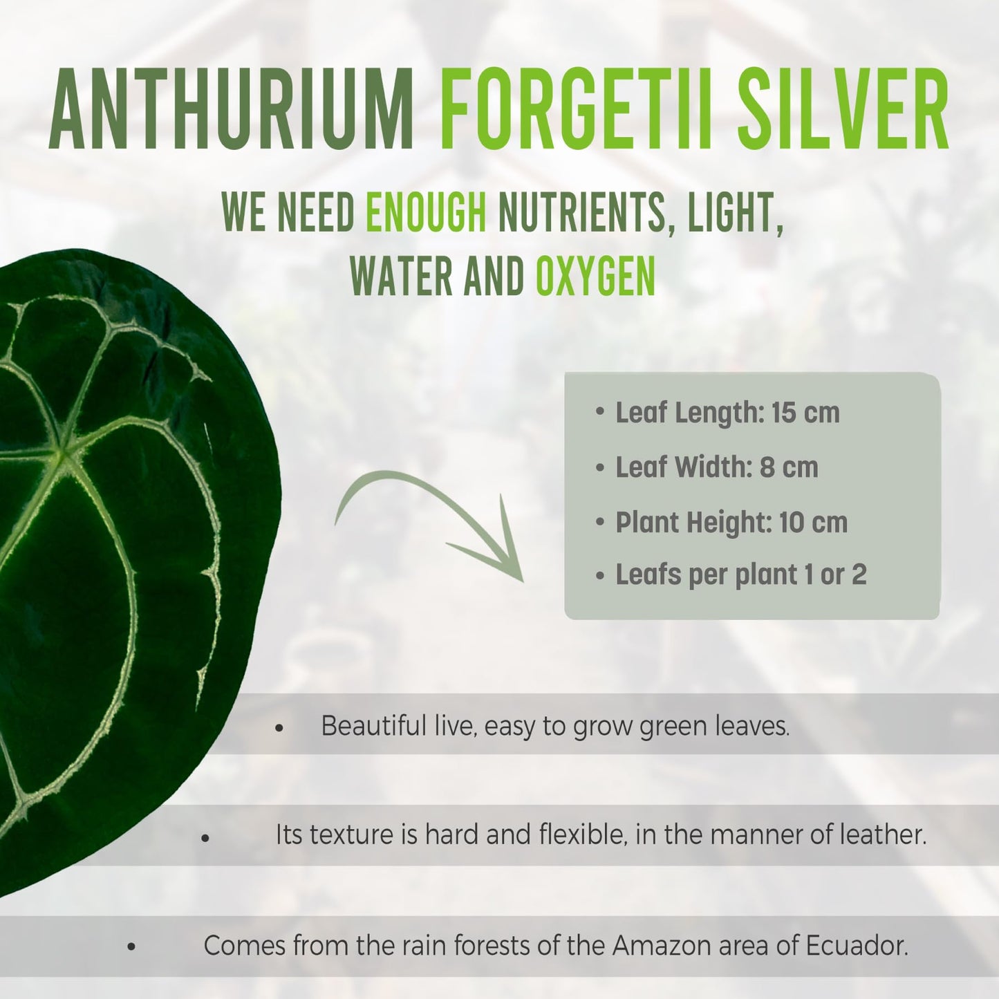 LEAL PLANTS ECUADOR Anthurium Forgetii Silver,Live Indoor, Rare Plant, and Low Maintenance Houseplant Perfect for Home Decor, Unique Gift for Plant Lover