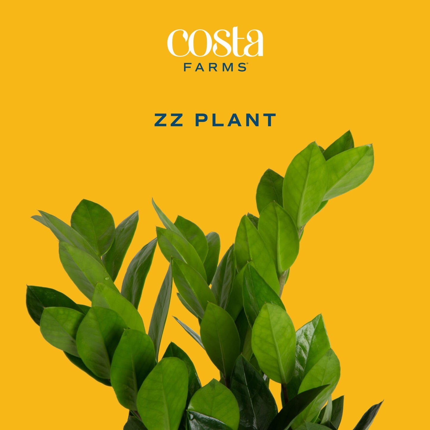 Costa Farms ZZ Live Plant in Decorative Pot, Easy to Maintain, Air Purifying Indoor Houseplant, Perfect for Home, Room, or Office Decor, Great House Warming or Birthday Gift, 12-20 Inches Tall