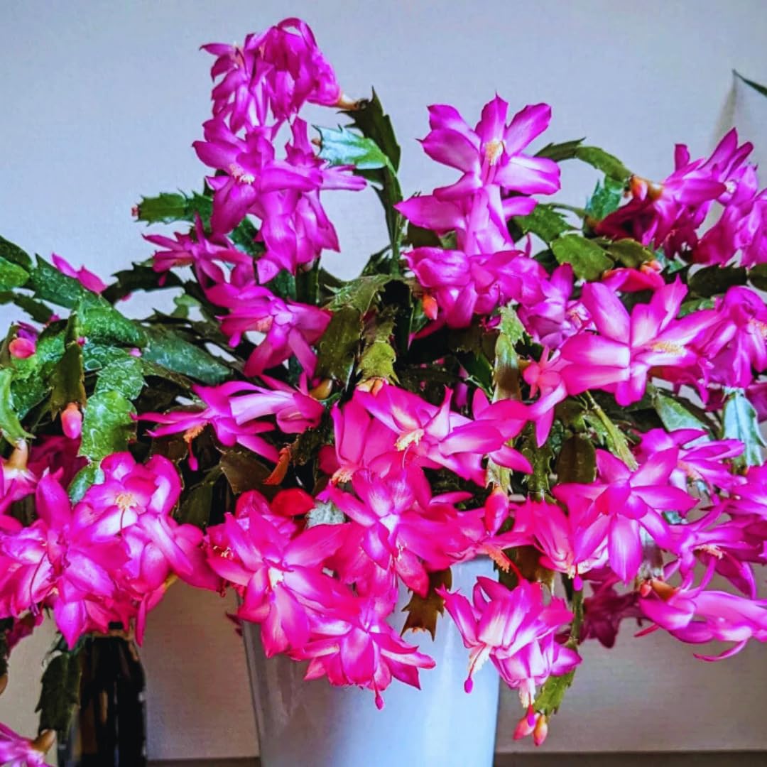 2 Mix Christmas Cactus Plants Live, Live Christmas Cactus Plant, 4 Inc Potted